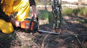 How Our Tree Care Process Works  in  Jordan, MN