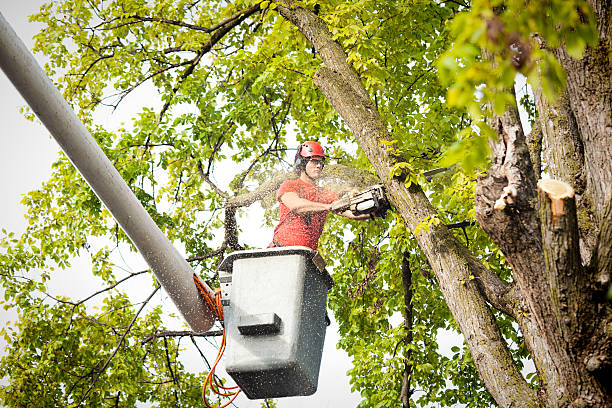 Professional Tree Services in Jordan, MN